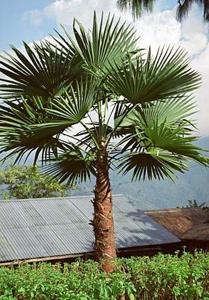 Amazon｜【観葉植物／種子】Trachycarpus シュロ◎棕櫚、棕梠、椶櫚